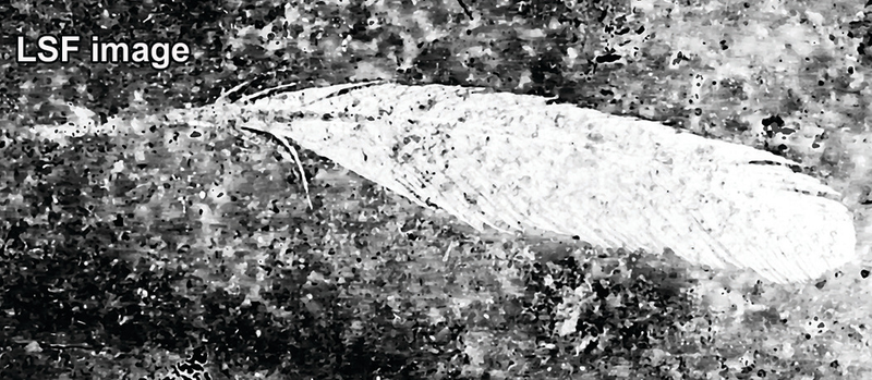 The feather as seen with LSF, and the ghostly impression of the quill not seen with prior techniques.